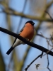 Filename=142_fotowilga~64.JPG
Filesize=229KB
Dimensions=525x700
Date added=May 15, 2019 142_fotowilga~64.JPG