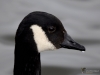 Filename=142_fotowilga~65.JPG
Filesize=178KB
Dimensions=700x525
Date added=May 26, 2019 142_fotowilga~65.JPG