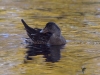 Filename=142_fotowilga~68.JPG
Filesize=311KB
Dimensions=700x525
Date added=Jul 04, 2019 142_fotowilga~68.JPG