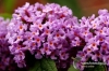 Filename=143_fotowilga~0.JPG
Filesize=136KB
Dimensions=720x480
Date added=Oct 11, 2012 143_fotowilga~0.JPG