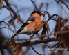 Filename=143_fotowilga~31.JPG
Filesize=81KB
Dimensions=600x480
Date added=Dec 08, 2016 143_fotowilga~31.JPG