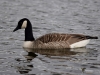 Filename=143_fotowilga~59.JPG
Filesize=237KB
Dimensions=700x525
Date added=May 26, 2019 143_fotowilga~59.JPG