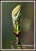 Filename=143_fotowilga~9.JPG
Filesize=44KB
Dimensions=347x480
Date added=Jan 22, 2015 143_fotowilga~9.JPG