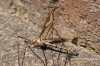 Filename=144_fotowilga.JPG
Filesize=172KB
Dimensions=720x480
Date added=Aug 10, 2012 144_fotowilga.JPG