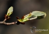 Filename=144_fotowilga~10.JPG
Filesize=57KB
Dimensions=640x452
Date added=Jan 22, 2015 144_fotowilga~10.JPG