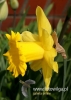 Filename=144_fotowilga~34.JPG
Filesize=67KB
Dimensions=343x480
Date added=Mar 06, 2017 144_fotowilga~34.JPG