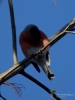 Filename=144_fotowilga~52.JPG
Filesize=215KB
Dimensions=525x700
Date added=Apr 26, 2018 144_fotowilga~52.JPG