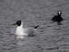 Filename=144_fotowilga~61.JPG
Filesize=218KB
Dimensions=700x525
Date added=May 20, 2019 144_fotowilga~61.JPG