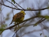 Filename=144_fotowilga~63.JPG
Filesize=240KB
Dimensions=700x525
Date added=Jun 27, 2019 144_fotowilga~63.JPG