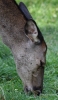 Filename=144_fotowilga~66.JPG
Filesize=274KB
Dimensions=410x700
Date added=Nov 01, 2019 144_fotowilga~66.JPG