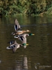 Filename=145_fotowilga~42.JPG
Filesize=248KB
Dimensions=525x700
Date added=Feb 02, 2018 145_fotowilga~42.JPG