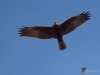Filename=145_fotowilga~43.JPG
Filesize=207KB
Dimensions=700x525
Date added=Apr 09, 2018 145_fotowilga~43.JPG