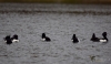 Filename=145_fotowilga~52.JPG
Filesize=173KB
Dimensions=700x406
Date added=May 17, 2019 145_fotowilga~52.JPG