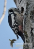 Filename=146_fotowilga~19.JPG
Filesize=79KB
Dimensions=339x480
Date added=Jan 14, 2016 146_fotowilga~19.JPG