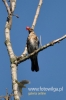 Filename=146_fotowilga~22.JPG
Filesize=67KB
Dimensions=320x480
Date added=Apr 21, 2016 146_fotowilga~22.JPG