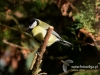 Filename=146_fotowilga~31.JPG
Filesize=81KB
Dimensions=640x480
Date added=Jan 02, 2017 146_fotowilga~31.JPG