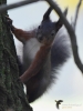 Filename=146_fotowilga~42.JPG
Filesize=245KB
Dimensions=525x700
Date added=Nov 21, 2017 146_fotowilga~42.JPG