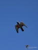 Filename=146_fotowilga~53.JPG
Filesize=167KB
Dimensions=525x700
Date added=May 06, 2019 146_fotowilga~53.JPG