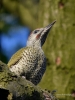 Filename=146_fotowilga~55.JPG
Filesize=284KB
Dimensions=525x700
Date added=Jul 06, 2019 146_fotowilga~55.JPG