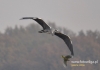Filename=147_fotowilga~15.JPG
Filesize=64KB
Dimensions=640x452
Date added=Nov 07, 2015 147_fotowilga~15.JPG