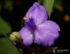 Filename=147_fotowilga~6.JPG
Filesize=167KB
Dimensions=987x768
Date added=Sep 10, 2014 147_fotowilga~6.JPG