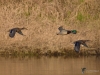 Filename=147_fotowilga~63.JPG
Filesize=261KB
Dimensions=700x525
Date added=Jan 23, 2019 147_fotowilga~63.JPG