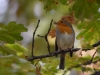 Filename=147_fotowilga~66.JPG
Filesize=257KB
Dimensions=700x525
Date added=Feb 20, 2019 147_fotowilga~66.JPG