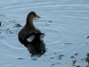 Filename=147_fotowilga~71.JPG
Filesize=253KB
Dimensions=700x525
Date added=Aug 07, 2019 147_fotowilga~71.JPG