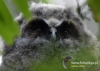 Filename=148_fotowilga~28.JPG
Filesize=77KB
Dimensions=640x457
Date added=Jul 21, 2016 148_fotowilga~28.JPG