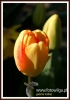 Filename=148_fotowilga~35.JPG
Filesize=159KB
Dimensions=379x540
Date added=Jun 24, 2017 148_fotowilga~35.JPG