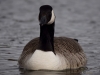 Filename=148_fotowilga~55.JPG
Filesize=204KB
Dimensions=700x525
Date added=May 06, 2019 148_fotowilga~55.JPG