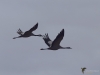 Filename=149_fotowilga~50.JPG
Filesize=172KB
Dimensions=700x525
Date added=Mar 21, 2018 149_fotowilga~50.JPG