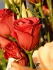Filename=149_fotowilga~52.JPG
Filesize=244KB
Dimensions=525x700
Date added=Aug 29, 2018 149_fotowilga~52.JPG
