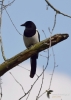 Filename=149_fotowilga~53.JPG
Filesize=193KB
Dimensions=499x700
Date added=Sep 10, 2018 149_fotowilga~53.JPG