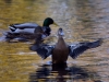 Filename=149_fotowilga~54.JPG
Filesize=287KB
Dimensions=700x525
Date added=Jan 12, 2019 149_fotowilga~54.JPG