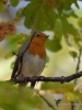 Filename=149_fotowilga~59.JPG
Filesize=257KB
Dimensions=525x700
Date added=Feb 20, 2019 149_fotowilga~59.JPG