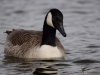 Filename=149_fotowilga~64.JPG
Filesize=216KB
Dimensions=700x525
Date added=May 20, 2019 149_fotowilga~64.JPG