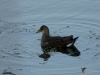 Filename=149_fotowilga~65.JPG
Filesize=234KB
Dimensions=700x525
Date added=Aug 07, 2019 149_fotowilga~65.JPG