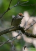 Filename=150_fotowilga~47.JPG
Filesize=204KB
Dimensions=499x700
Date added=Feb 03, 2019 150_fotowilga~47.JPG