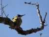 Filename=150_fotowilga~49.JPG
Filesize=265KB
Dimensions=700x525
Date added=Mar 12, 2019 150_fotowilga~49.JPG