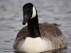 Filename=150_fotowilga~50.JPG
Filesize=209KB
Dimensions=700x525
Date added=May 16, 2019 150_fotowilga~50.JPG