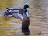 Filename=150_fotowilga~53.JPG
Filesize=293KB
Dimensions=700x525
Date added=Jul 05, 2019 150_fotowilga~53.JPG