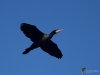 Filename=150_fotowilga~61.JPG
Filesize=206KB
Dimensions=700x525
Date added=Mar 08, 2020 150_fotowilga~61.JPG