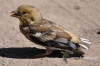 Filename=151_fotowilga~17.JPG
Filesize=110KB
Dimensions=640x427
Date added=Feb 21, 2016 151_fotowilga~17.JPG