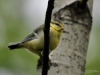 Filename=151_fotowilga~41.JPG
Filesize=237KB
Dimensions=700x525
Date added=Mar 22, 2018 151_fotowilga~41.JPG