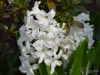 Filename=151_fotowilga~50.JPG
Filesize=253KB
Dimensions=700x525
Date added=May 21, 2019 151_fotowilga~50.JPG