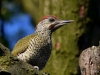 Filename=151_fotowilga~53.JPG
Filesize=292KB
Dimensions=700x525
Date added=Jul 06, 2019 151_fotowilga~53.JPG
