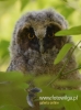 Filename=152_fotowilga~27.JPG
Filesize=56KB
Dimensions=357x480
Date added=Aug 10, 2016 152_fotowilga~27.JPG