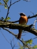 Filename=152_fotowilga~45.JPG
Filesize=241KB
Dimensions=525x700
Date added=May 01, 2018 152_fotowilga~45.JPG