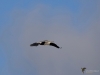 Filename=152_fotowilga~56.JPG
Filesize=178KB
Dimensions=700x525
Date added=Nov 19, 2019 152_fotowilga~56.JPG